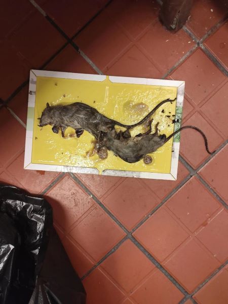 食堂灭鼠